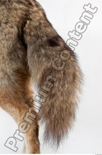 Wolf leg photo reference 0007